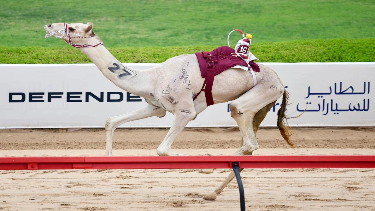 رموز «الثنايا» تخطف الأنظار في ختام منافسات ميدان المرموم لسباقات الهجن